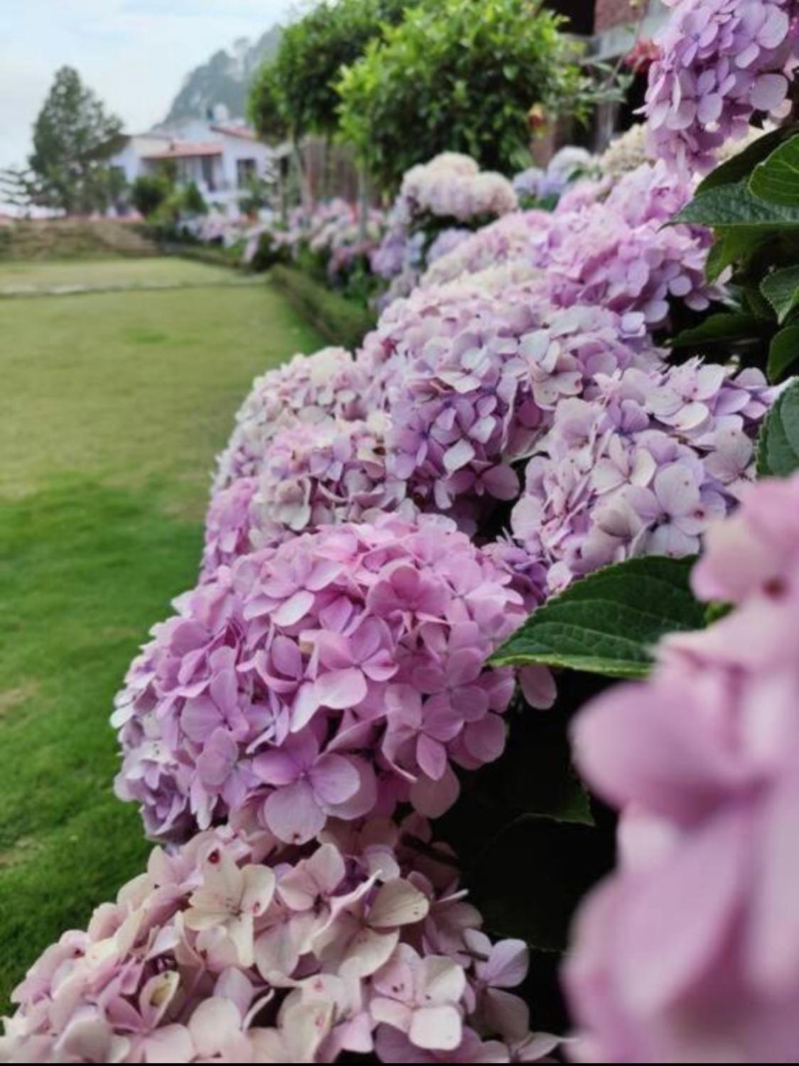 Kafal Tree Home Stay - Pet Friendly Bhowali Exterior foto
