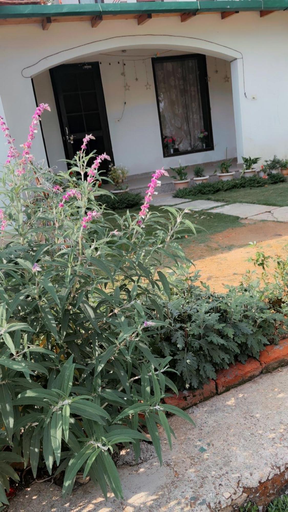 Kafal Tree Home Stay - Pet Friendly Bhowali Exterior foto